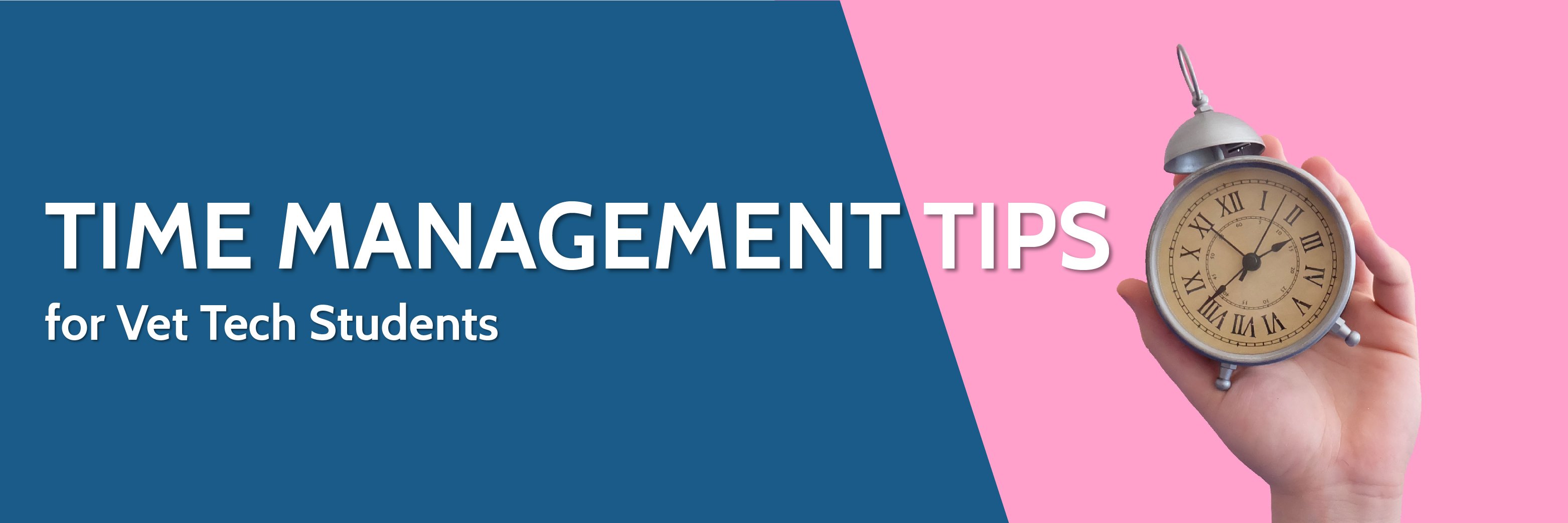 time-management-tips-for-vet-tech-students